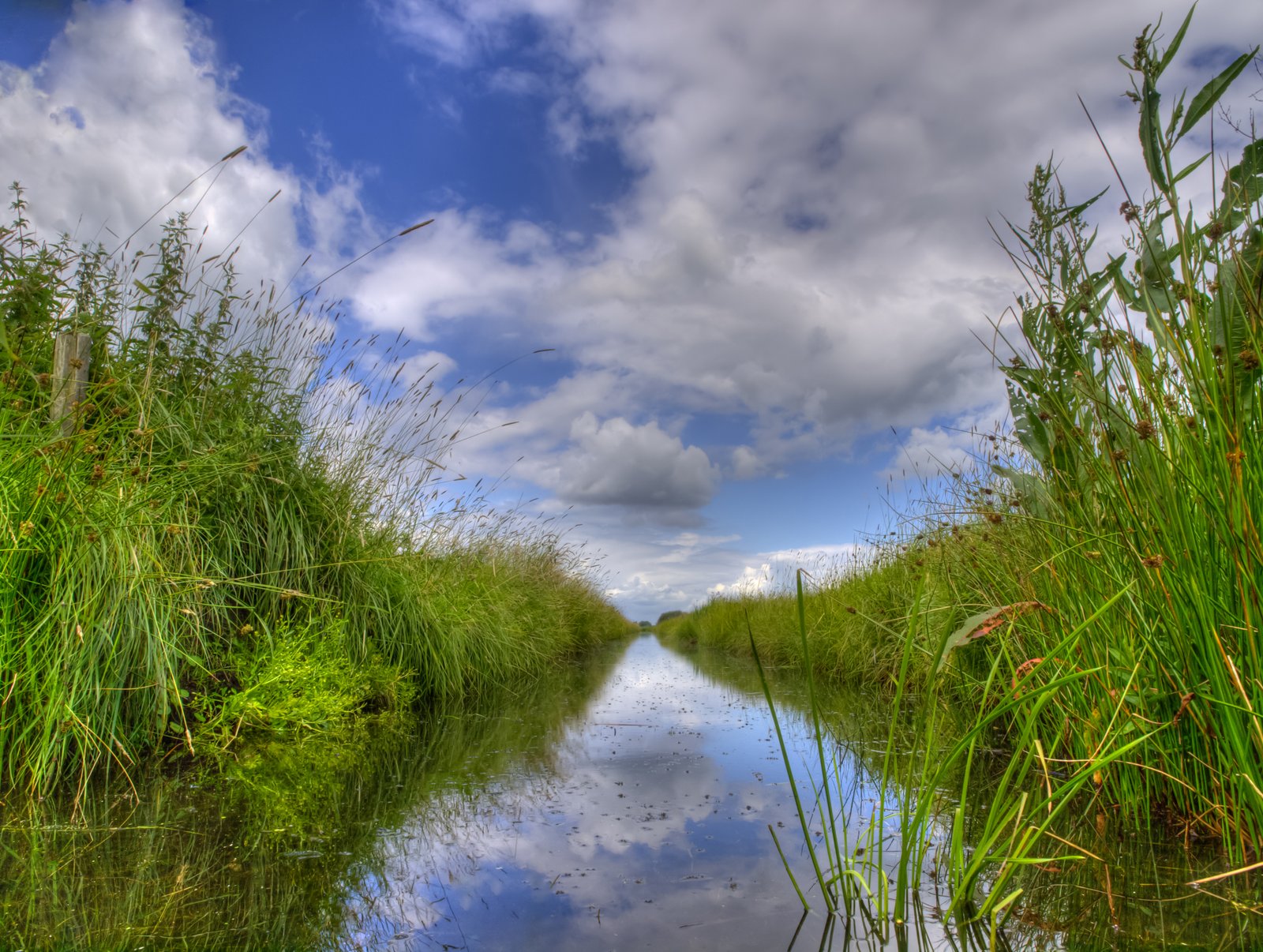 Freshwater ditch in dutch conservation area