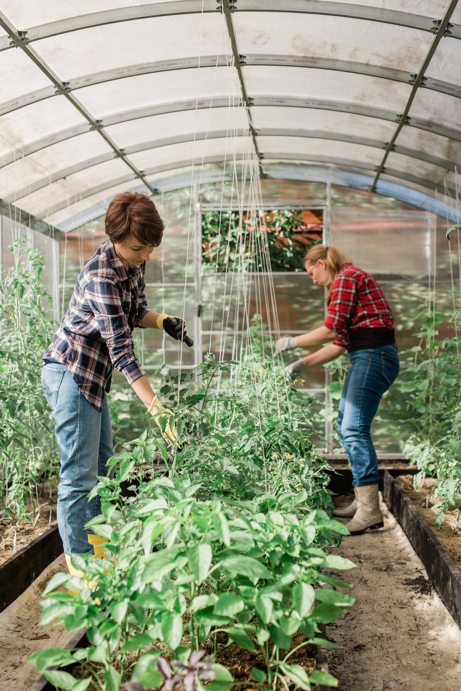 Happy gardener women in gloves and care tomatoes in greenhouse. Gardening and floriculture. Garden