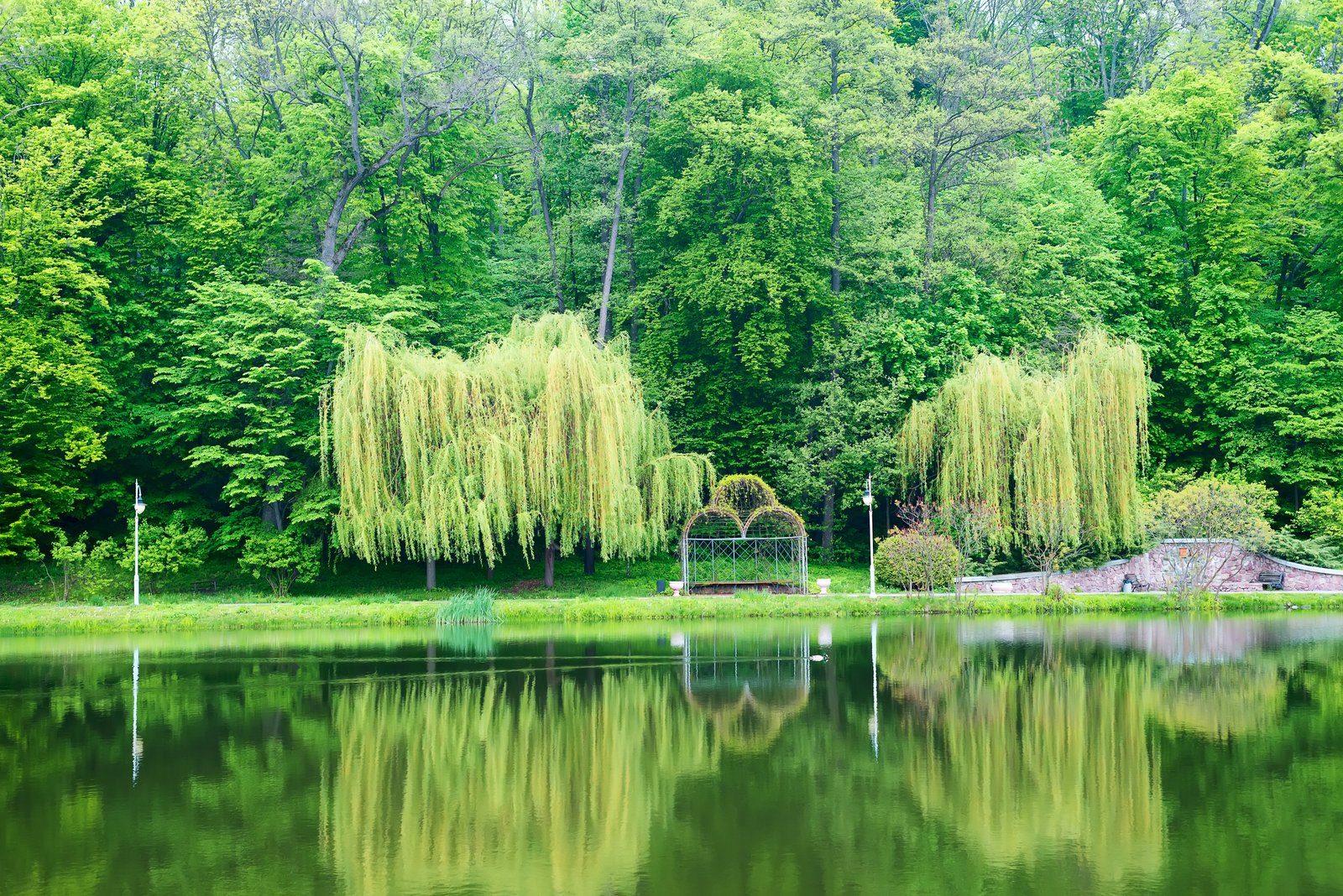 Landscape view in public park with old green big trees and smooth surface of pond with reflections